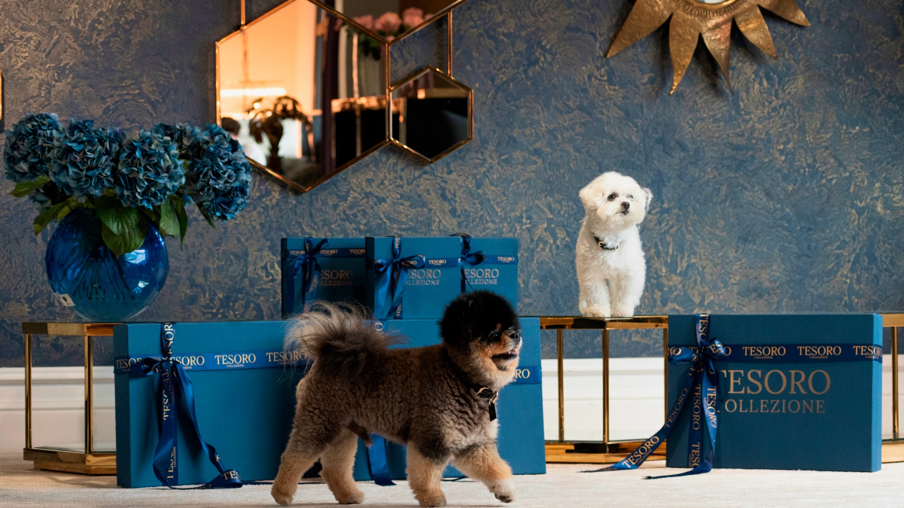 Tesoro Collezione Premium accessories for your pets object-position