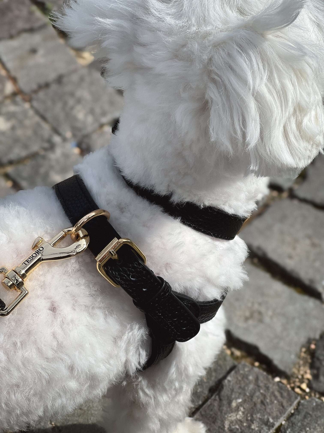 Harness