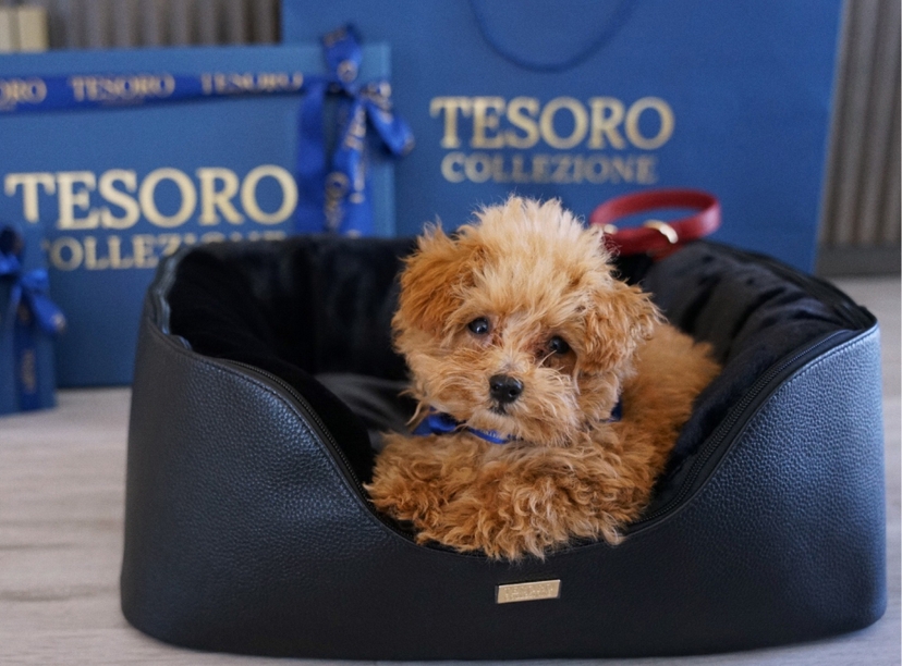 For a long time, I hesitated to get a dog in the United States, but recently, I made the decision—and that’s when Mila came into my life. 