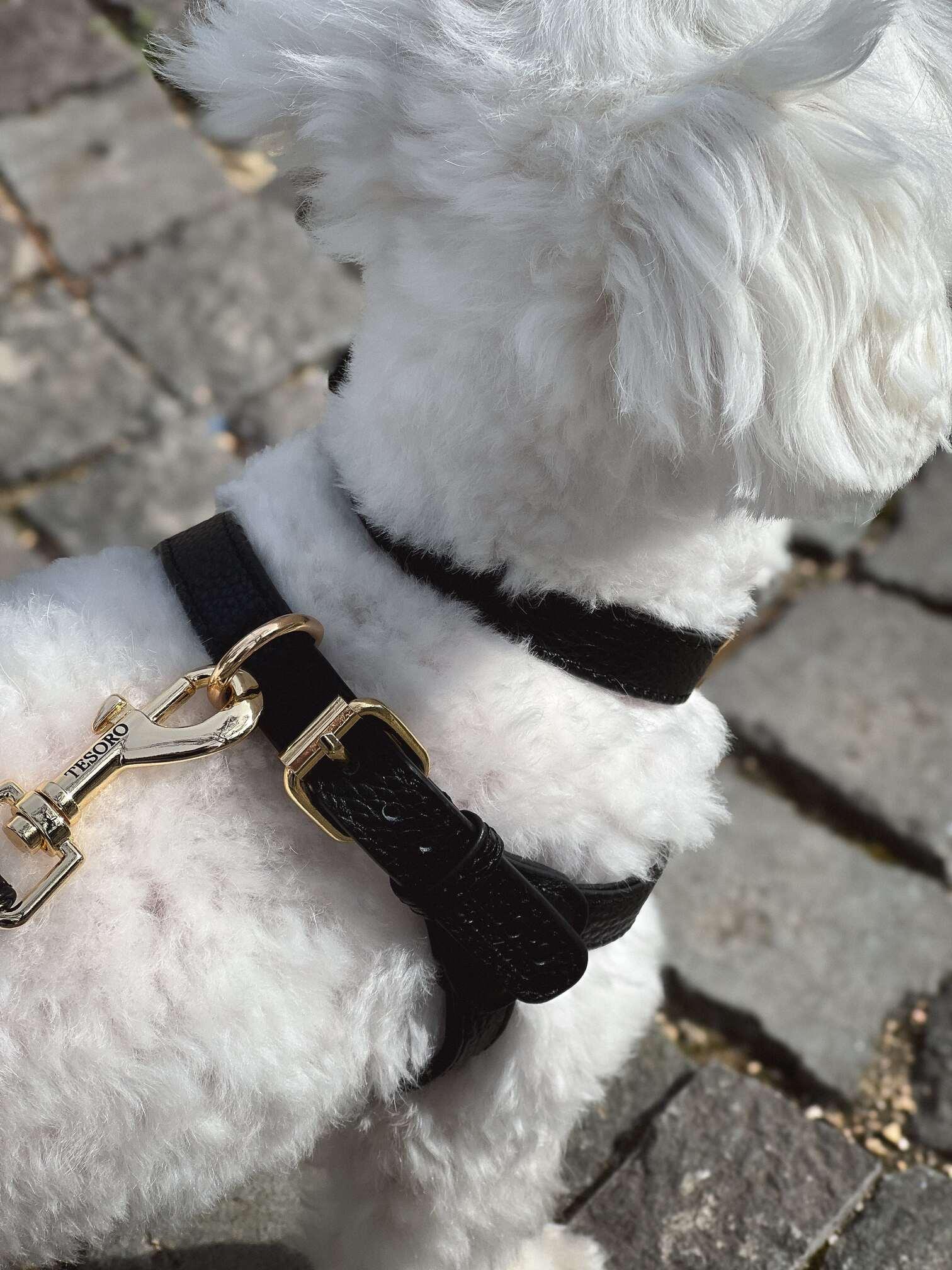 Harness